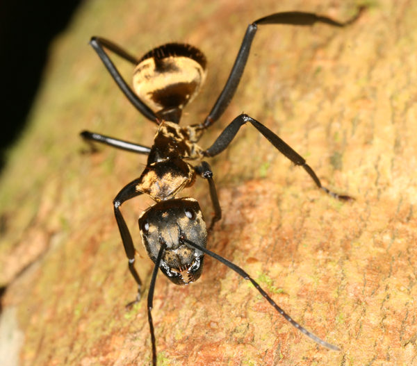Camponotus sericeiventris